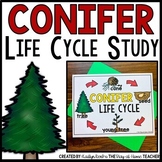 Coniferous Tree Life Cycle | Centers Activities and Worksh