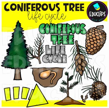Preview of Coniferous Tree Life Cycle Clip Art Set {Educlips Clipart}