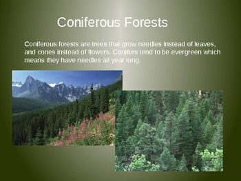 Coniferous and Deciduous Trees PowerPoint by City Teacher Goes Country