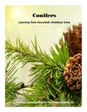 Conifers - An investigation using discarded Christmas Trees
