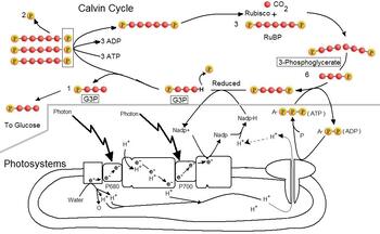 Preview of Connected Photosystems and Calvin Cycle lesson, handout, worksheet and quiz