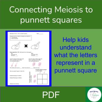 Preview of Connecting Meiosis to Punnett Squares - Guided Notes / Graphic Organizer