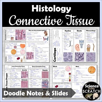 Preview of Connective Tissue Doodle Notes for Histology Unit