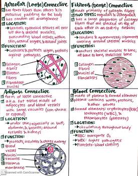 worksheets different types of connective tissue