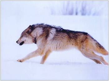 Preview of Conservation: Yellowstone Wolf Reintroduction Curriculum
