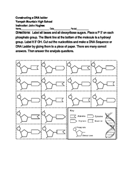 Build A Dna Ladder Worksheet Answers - Promotiontablecovers