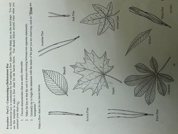 Preview of Dichotomous Key for Leaves