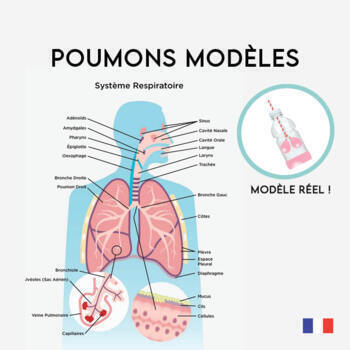 Preview of Construire les poumons modèles et le système respiratoire | Model Lungs - French