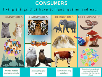 Preview of Consumers anchor chart