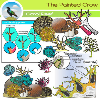 Preview of Coral Reef Clip Art - Sea Life