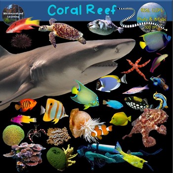 Preview of Coral Reef Clip Art Ocean Habitats Biome 70 Photo & Artistic Digital Stickers