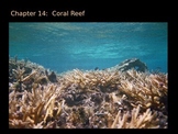 Coral Reef PowerPoint