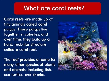 Coral Reef Reefs PowerPoint Activity Lesson Ocean Habitat 1st 2nd 3rd ...