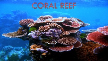 Coral Reefs - PowerPoint by Vanessa's Treasures | TPT