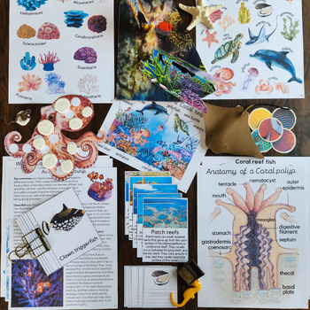 Preview of Coral reef ecosystem unit study, Corals and tropical fish three part cards