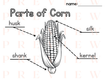 Preview of Corn LABELING | Writing | Phonics | Parts of a | Fall | Thematic | Farm Harvest