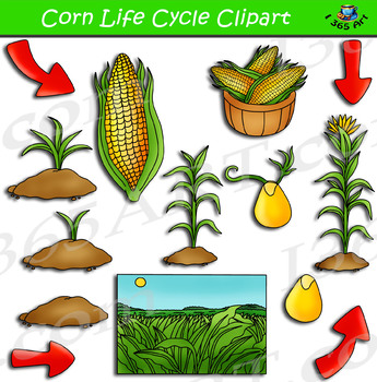 Preview of Corn Life Cycle Clipart Pack