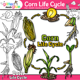 Corn Life Cycle Clipart: Plant Diagram Clip Art Black & Wh