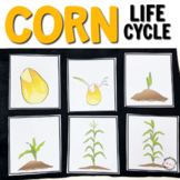 Corn Montessori Life Cycle Printables