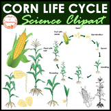 Corn Plant Life Cycle Clipart | Maize Growth Stages Clip Art
