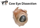 Cow Eye Label the Diagram Basic. Word Bank and Spanish and