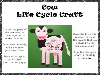 Cow Life Cycle Craft By Erin Thomson S Primary Printables Tpt