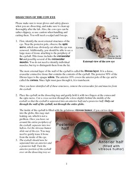 Preview of Cow eye dissection guide