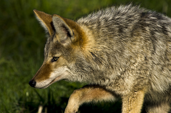Preview of Coyote (Canis latrans) closeup Powerpoint photo.