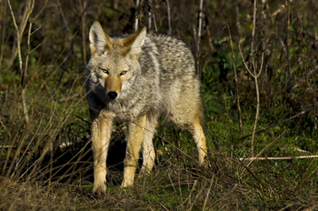 Preview of Coyote (Canis latrans) high resolution stock photo