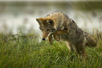 Preview of Coyote leaping (Canis latrans) Powerpoint photo.