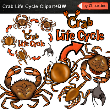 Preview of Crab Life Cycle Clip Art