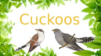 Preview of Crafty Cuckoos Worksheet and Activities