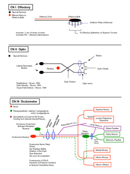 Preview of Cranial Nerve Pathways - Quick Physiology Review Note and Outline