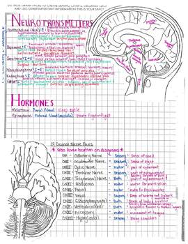 Preview of Cranial Nerve and Neurotransmitter Search and Find