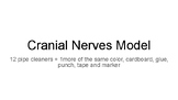 Cranial Nerves Quick Model