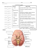 Cranial Nerves Quiz