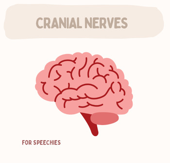 Preview of Cranial nerves for speechies