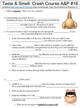 Preview of Crash Course Anatomy & Physiology #16 (Taste & Smell) worksheet