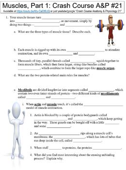 Preview of Crash Course Anatomy & Physiology #21 (Muscles, Part 1 - Muscle Cells) worksheet