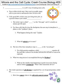 Preview of Crash Course Biology #29 (Mitosis and the Cell Cycle) worksheet