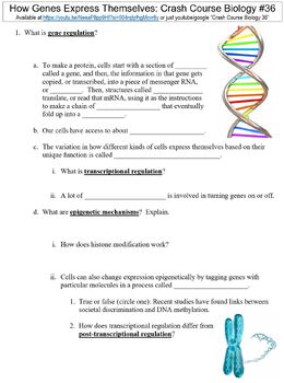 Preview of Crash Course Biology #36 (How Genes Express Themselves) worksheet
