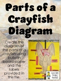 Crayfish Diagram and Labels - Bulletin Board