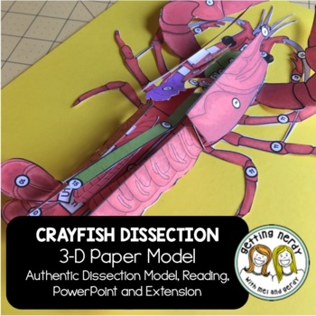 Preview of Crayfish Paper Dissection - Scienstructable 3D Dissection Model 