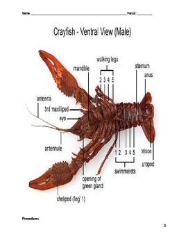 Crayfish Dissection Lab by Science from Scratch | TpT