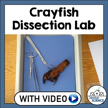 Preview of Crayfish Dissection Lab - High School Biology or Middle School - Arthropods