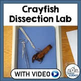 Crayfish Dissection Lab - High School Biology or Middle Sc