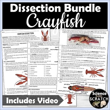 Preview of Crayfish Dissection & Activity Bundle - High School or Middle School - Zoology