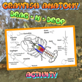 Crayfish (Invertebrate) All Virtual Anatomy Dissection Activity