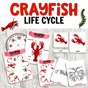 Preview of Crayfish Life Cycle Preschool Ocean Theme or Montessori Activities
