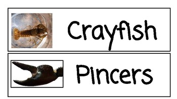 Preview of Crayfish Word Wall